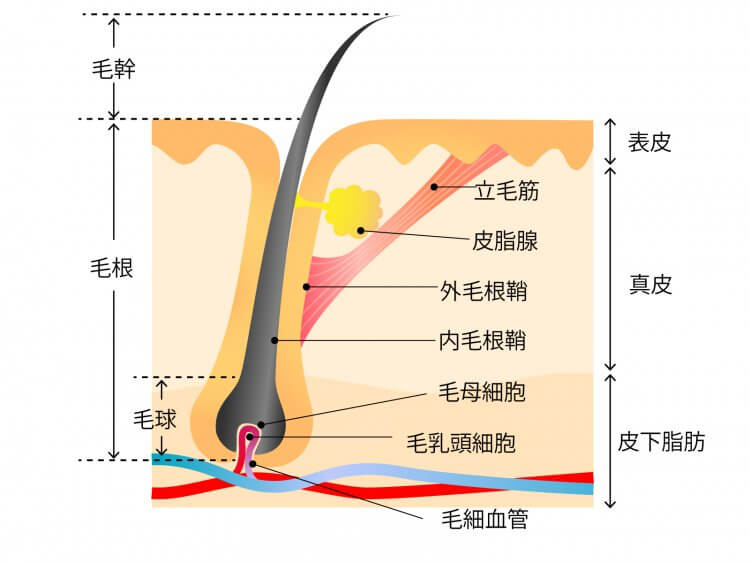 Vol 086 髪のお悩みの一つ 白髪 白髪の仕組みとその対処法を知り 美しい髪色をいつまでも Villa Lodola ヴィラロドラ 株式会社ミルボン